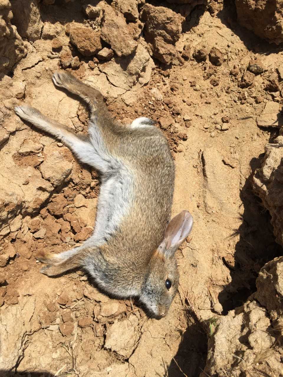 bunny down